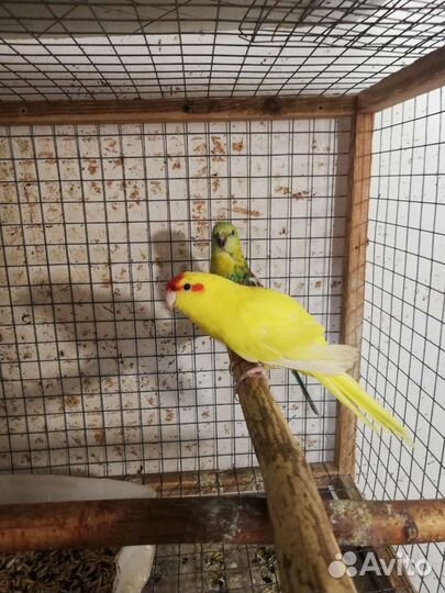 Попугайчики молодежь