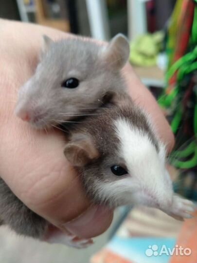 Крысята дамбо