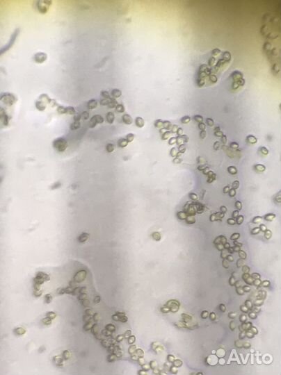 Микроскоп Биолам Ломо