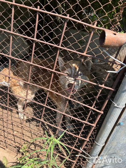 Отдам в добрые руки