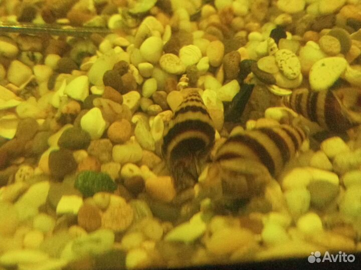 Анциструсы