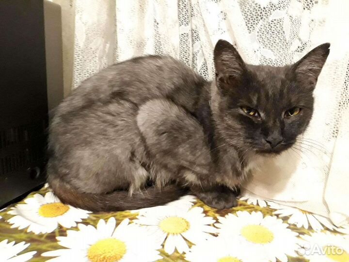 Кошка Лейла, стерильная