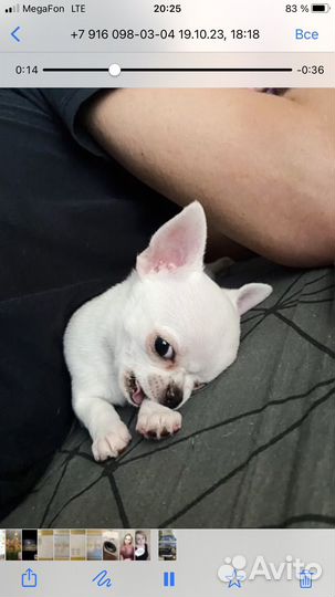 Щенки чихуахуа