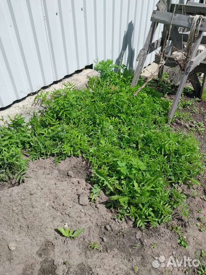 Тибетская малина