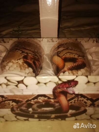 Набор кружек 2шт под змеиную кожу