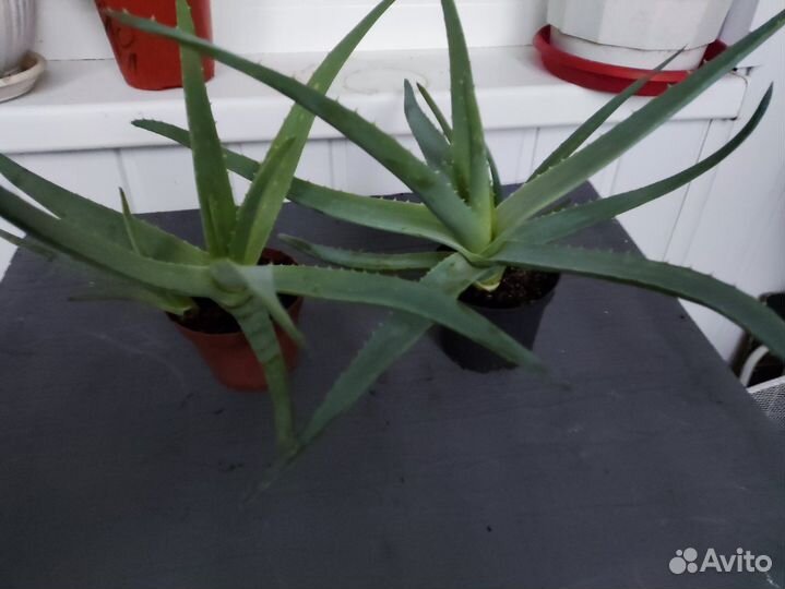 Растение Алоэ Вера
