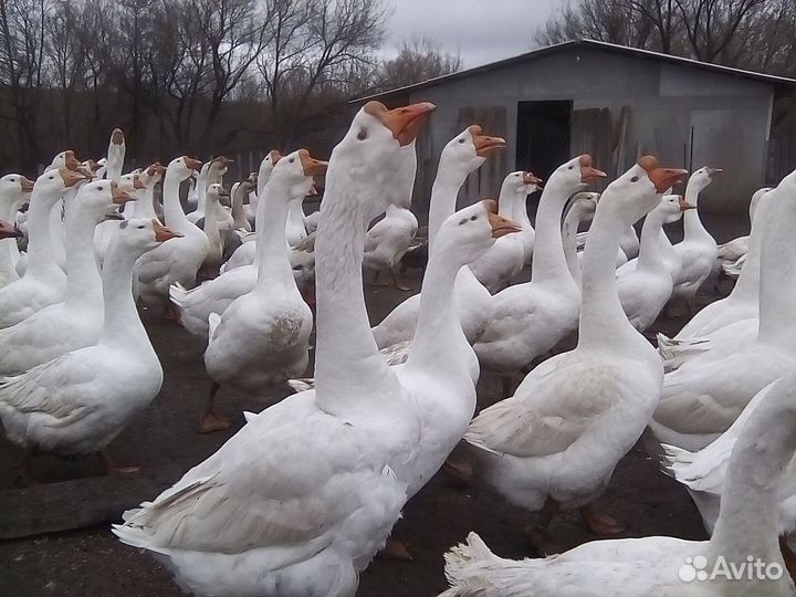Продам мясо гуся в тушках и живьём на племя