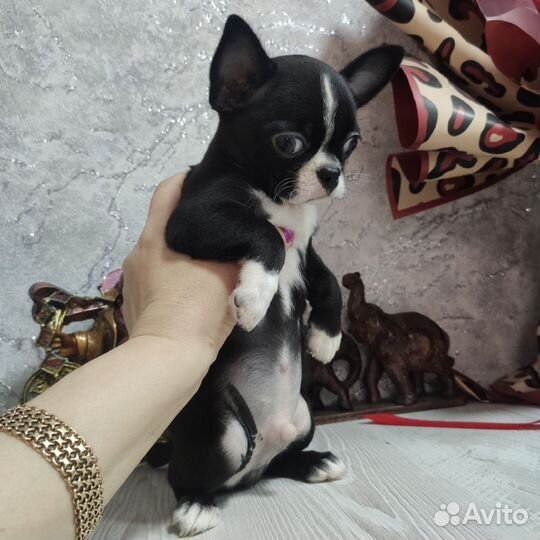 Щенки чихуахуа