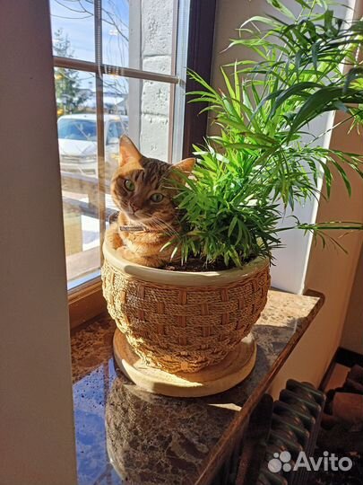 Два породистых котика для вязки