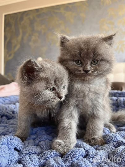 Британские котята