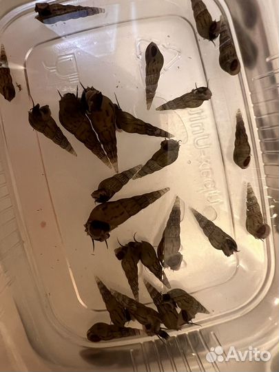 Улитки мелании, катушки