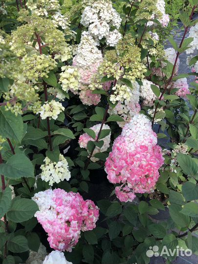 Гортензия метельчатая саженцы (опт и розница)
