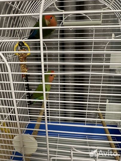 Попугай неразлучники с клеткой