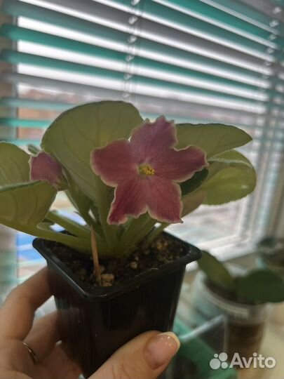 Фиалка Наталка-полтавка