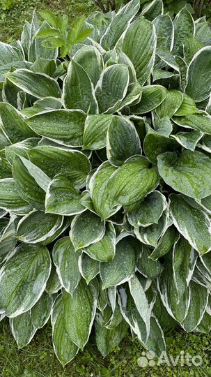 Хоста растение