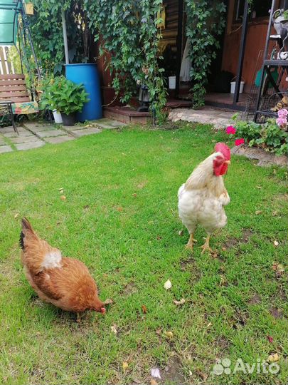 Куры и петух Антон