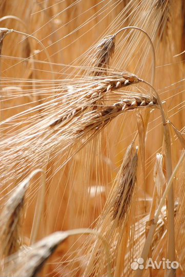 Зерно ячмень