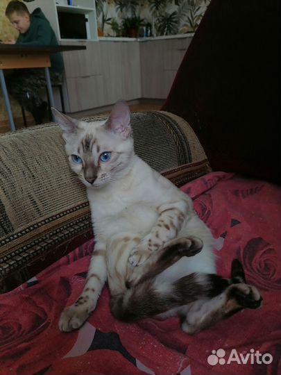 Бенгальская кошка