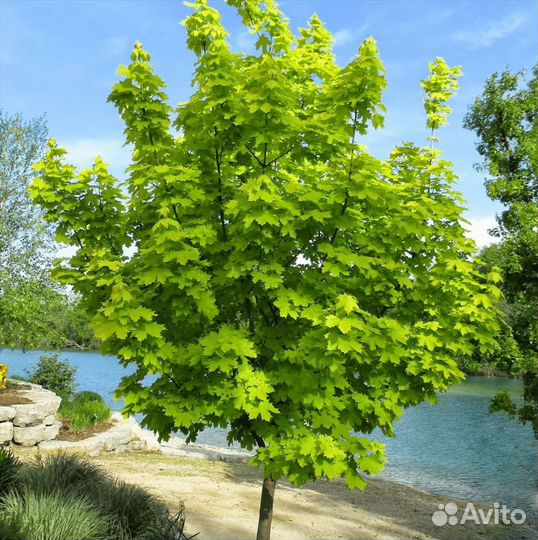 Саженцы Клён остролистный