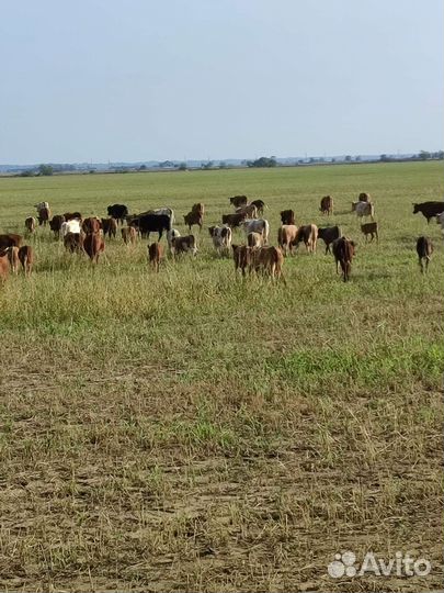 Коровы дойные молочные