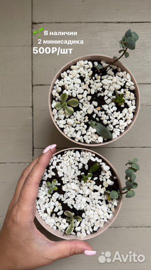 Минисад из суккулентов