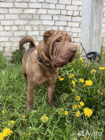 Шарпей вязка