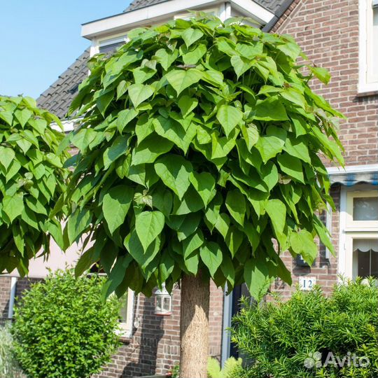 Катальпа семена