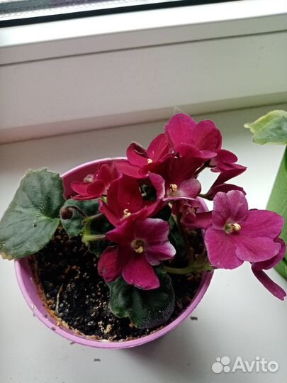 Комнатные цветы