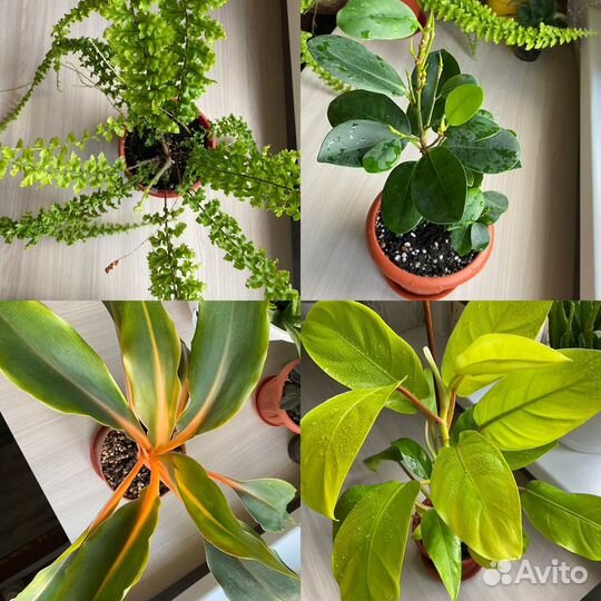 Комнатные растения цветы