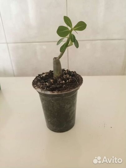 Адениум, Семена адениума микс махровые