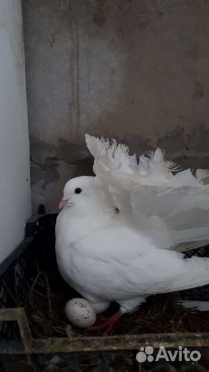 Голуби свадебные