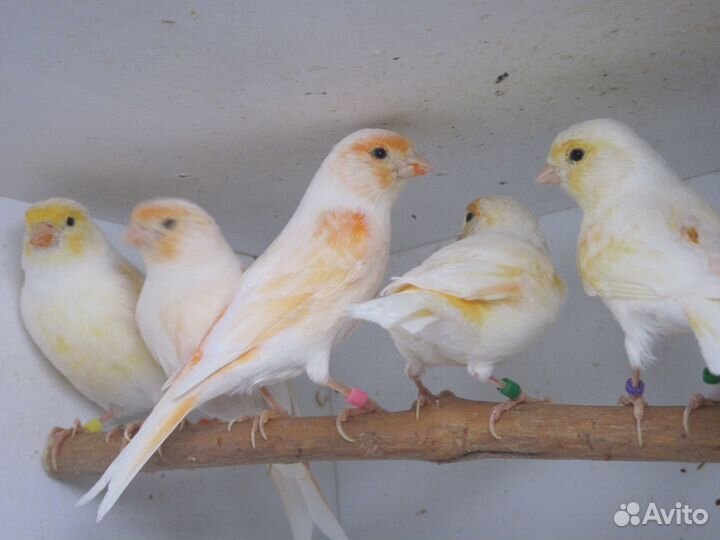 Кенара и канарейки