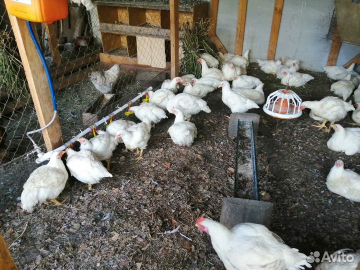 Мясо домашнего бройлера