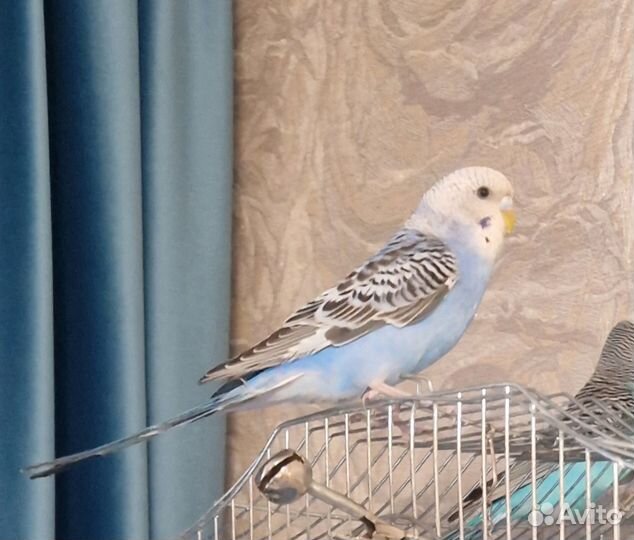 Птенцы волнистый попугай