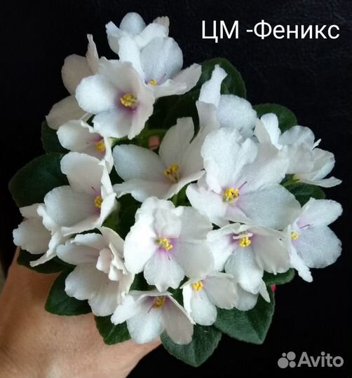 Сортовые фиалки