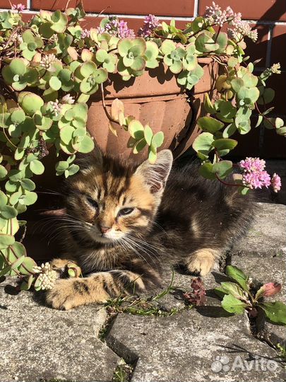 Котята в добрые руки, мальчики 2 месяца