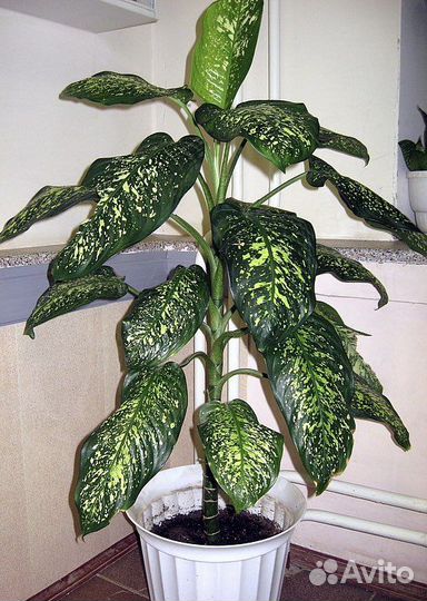 Диффенбахия