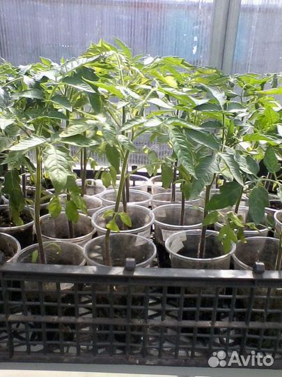 Рассада томатов