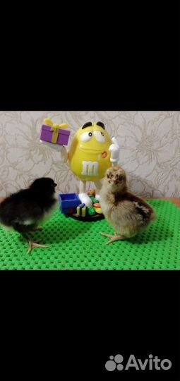 Цыплята Черной Московской и Кучинская