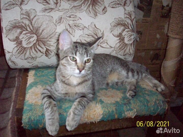 Подросшие котята ищут очень добрых хозяев