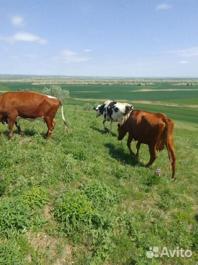 Коровы телята