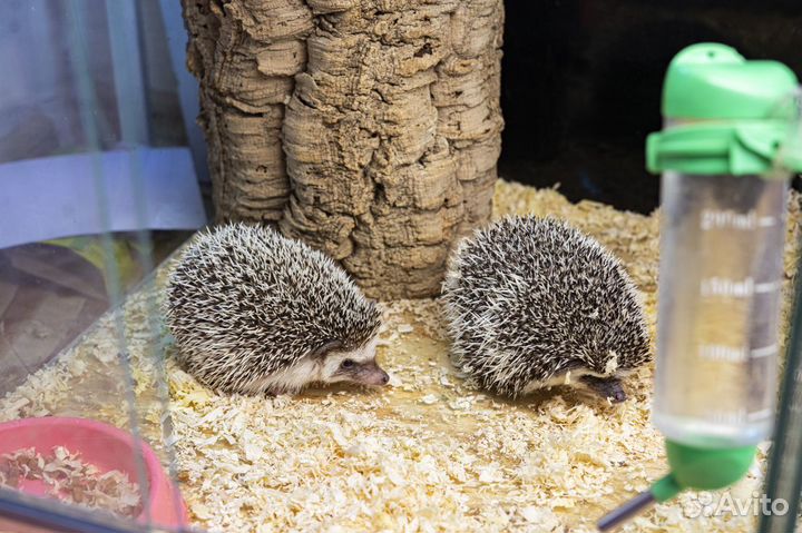 Африканский ежик