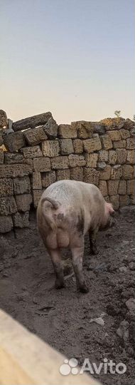 Хряк рабочий