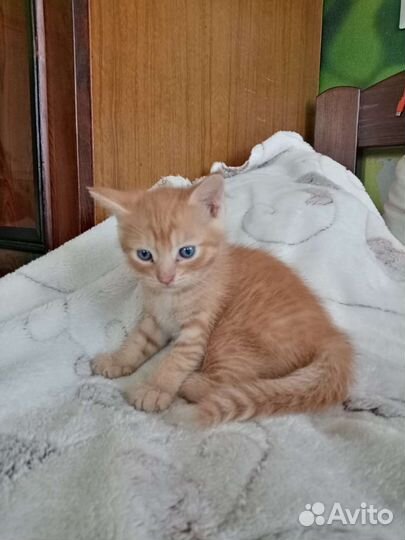 Маленький комочек счастья в добрые руки