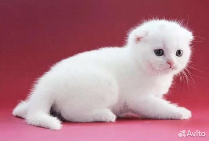 Белый скотиш фолд, котик голубоглазый вислоухий
