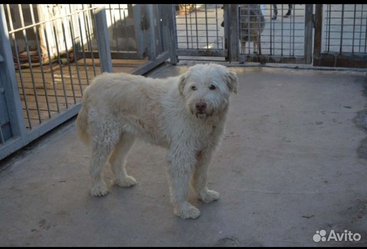 Собака бесплатно