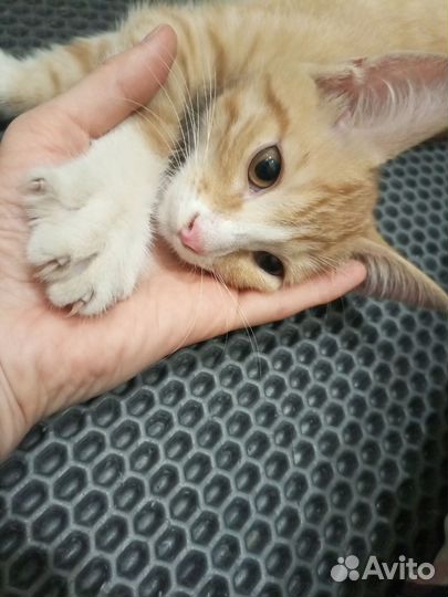 Котенок мальчик 3 месяца