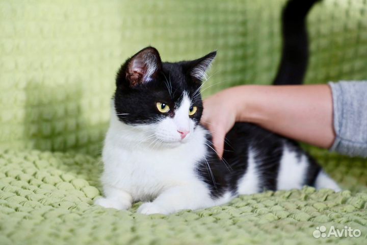 Томас в добрые руки