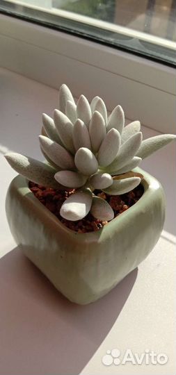 Суккуленты в ассортименте