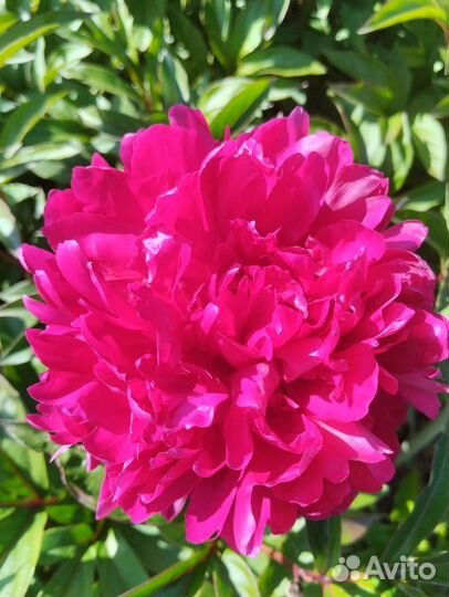 Пионы корни